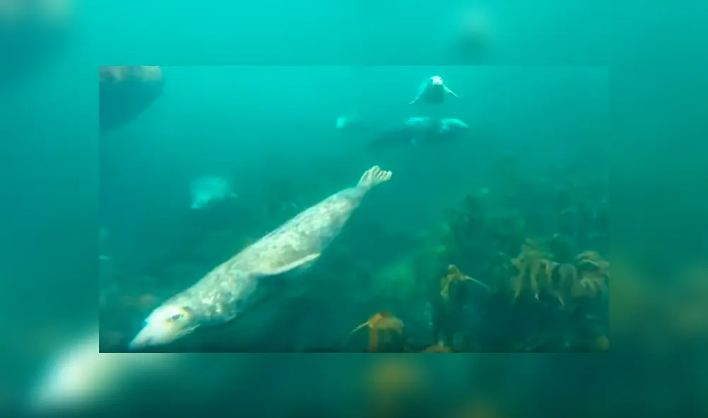 Los animales sorprendieron al hombre, que no se imaginó que era perseguido por un gran grupo. Foto: captura Los animales sorprendieron al hombre, que no se imaginó que era perseguido por un gran grupo. Foto: captura