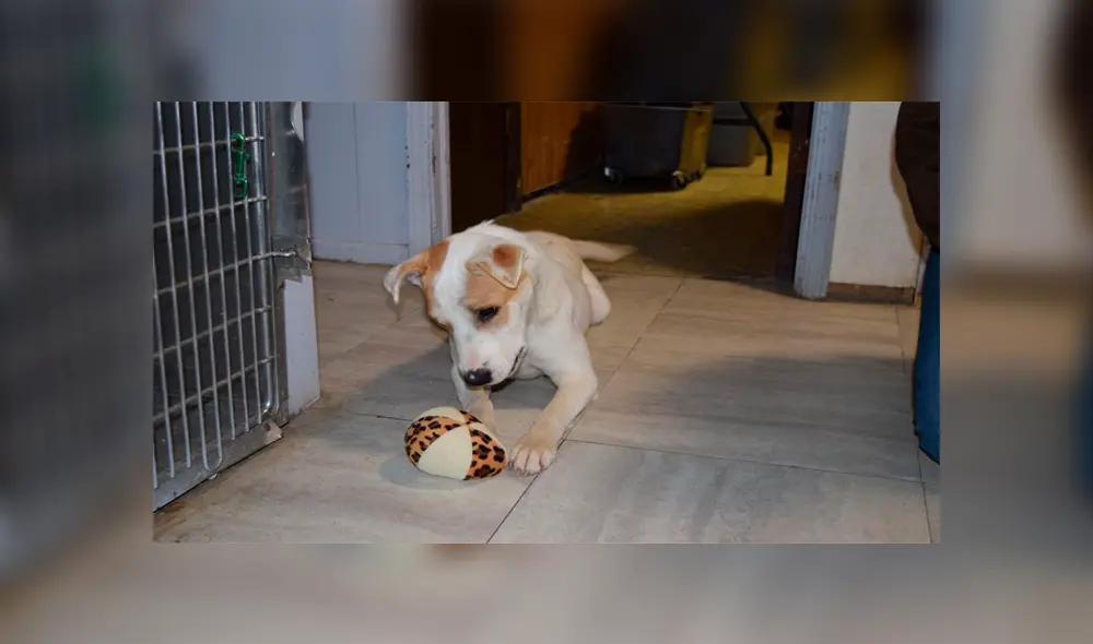 Hombre rapta a exesposa y tortura a la mascota hasta dejarlo agonizando [VIDEO]