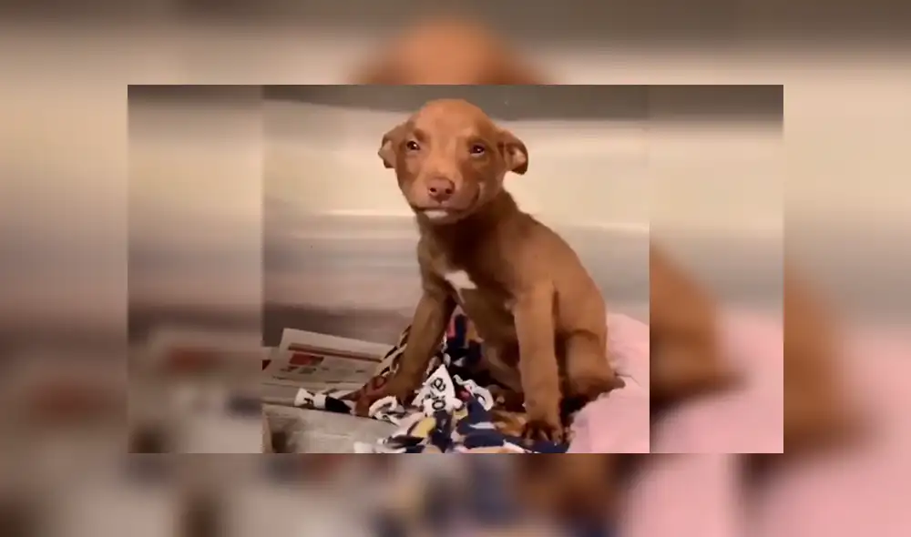 Vía Facebook: tierno cachorro 'sonrie' al saber que será adoptado y tendrá nueva familia [VIDEO] 