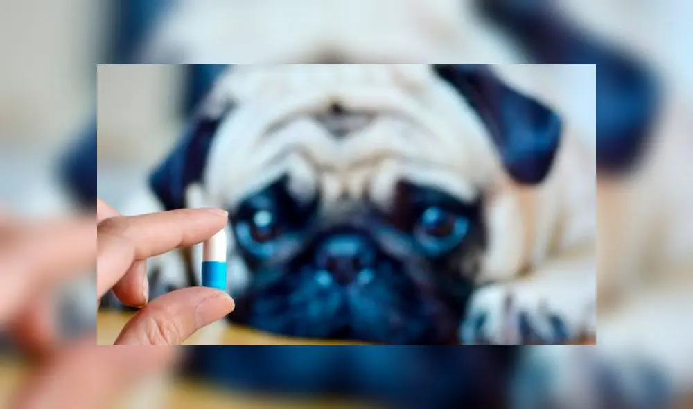 ¿Qué medicamentos pueden causarle la muerte a tu perro? 