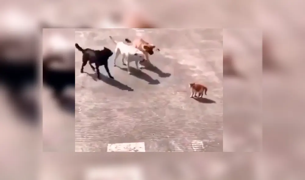 Video es viral en Facebook. Los perros se acercaron al pequeño felino para atacarlo y este los sorprendió con una insólita conducta
