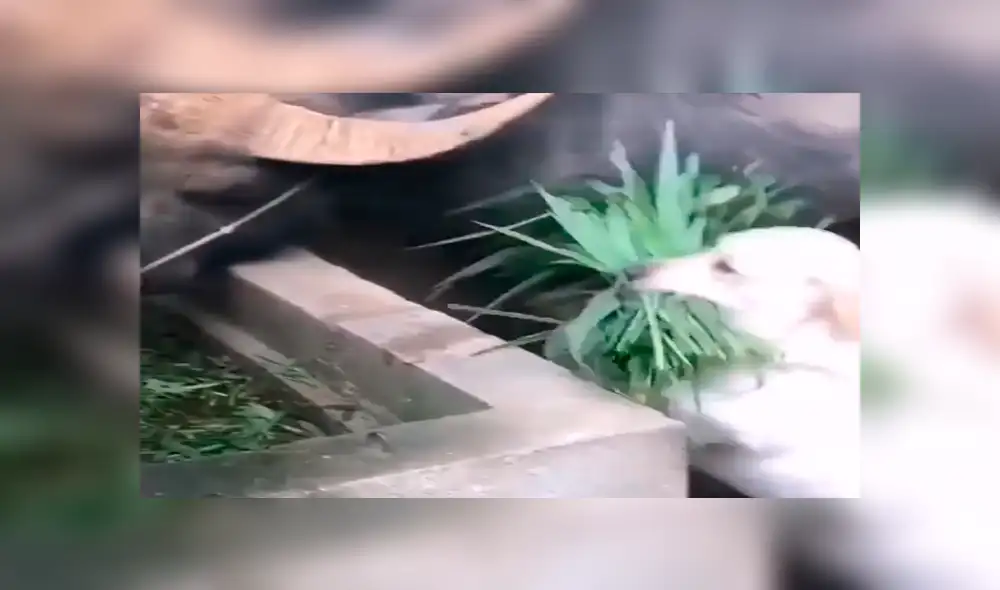 Facebook viral: perro alimenta a toros, luego de que su dueño sufriera accidente [VIDEO]