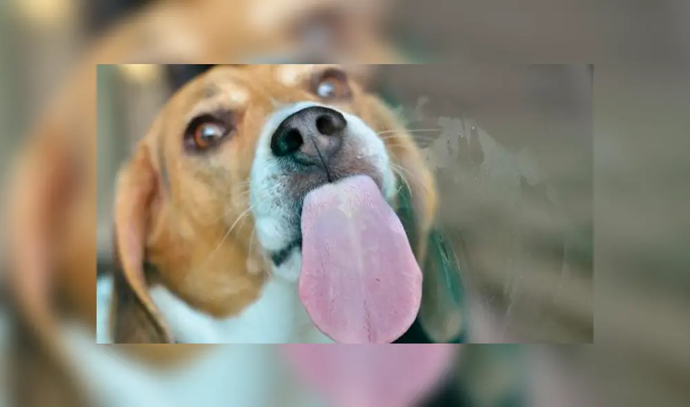 mujer extremidades amputadas mujer extremidades amputadas