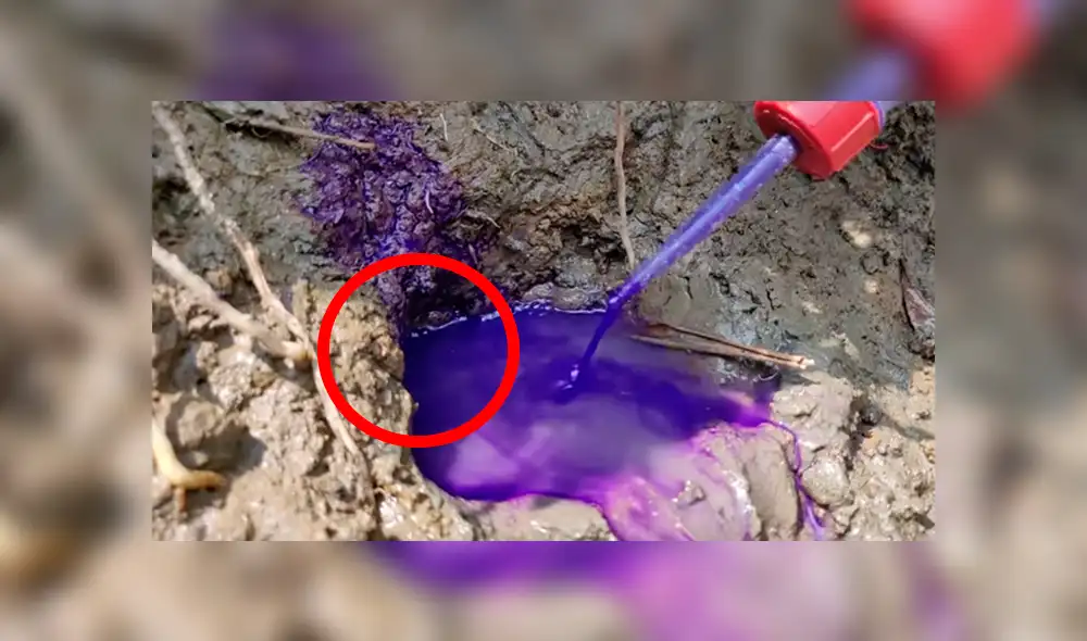 YouTube viral. Letal criatura aparece en misterioso hoyo de barro.