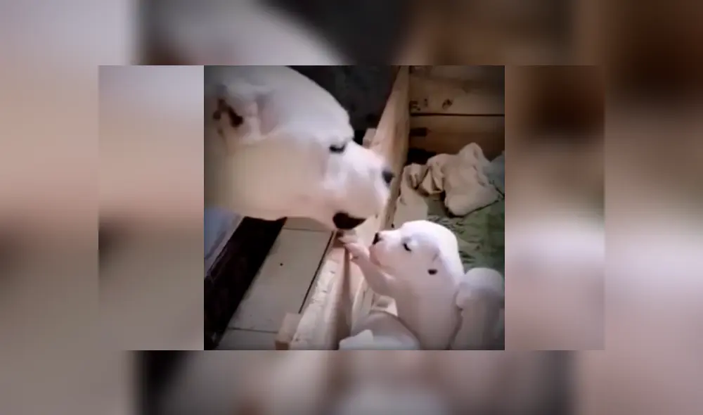 Desliza las imágenes para conocer el terrible comportamiento de un perro bebé al enfrentarse a su mamá. Foto: Captura.