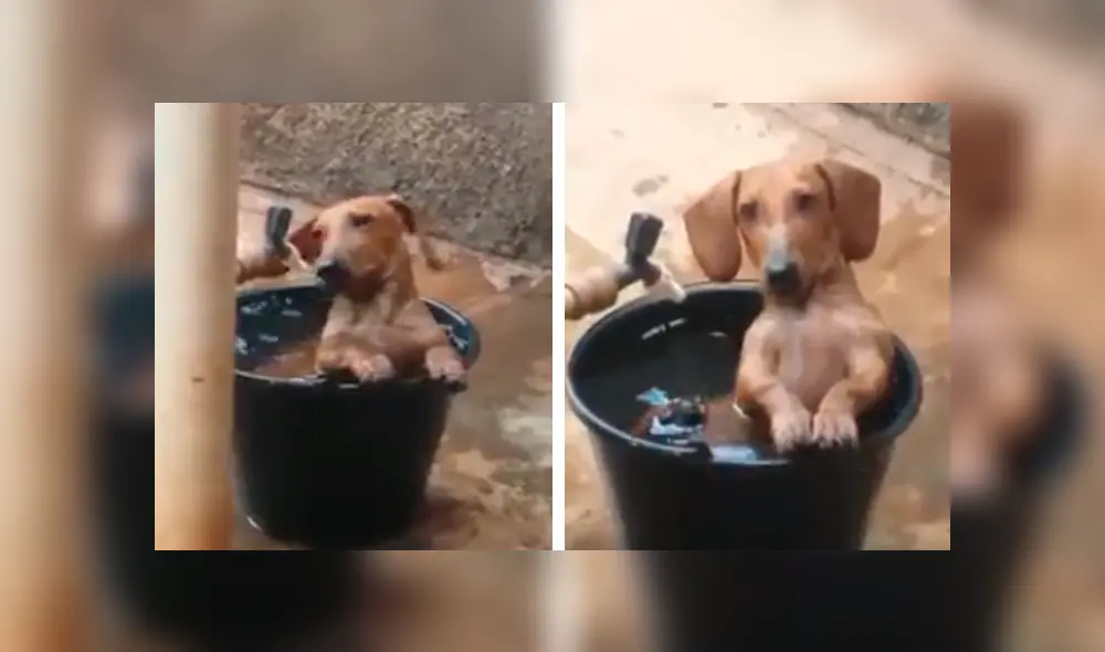 En Facebook, un perro aprovechó la ausencia de sus dueños para cometer sus travesuras en casa.