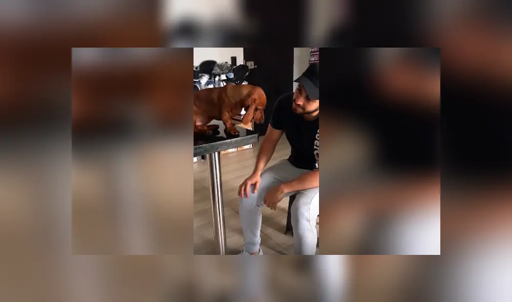 Desliza las imágenes para conocer la emotiva reacción de un perro para conseguir el perdón de su dueño. Desliza las imágenes para conocer la emotiva reacción de un perro para conseguir el perdón de su dueño.