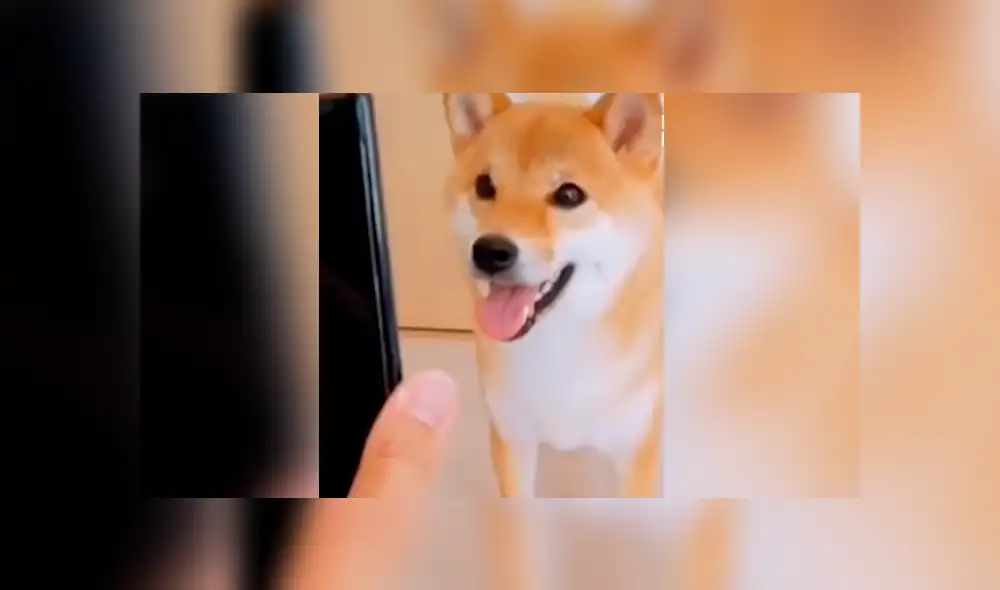 Perro sorprendió a miles al ser captado imitando las poses de las fotos que le muestran Perro sorprendió a miles al ser captado imitando las poses de las fotos que le muestran