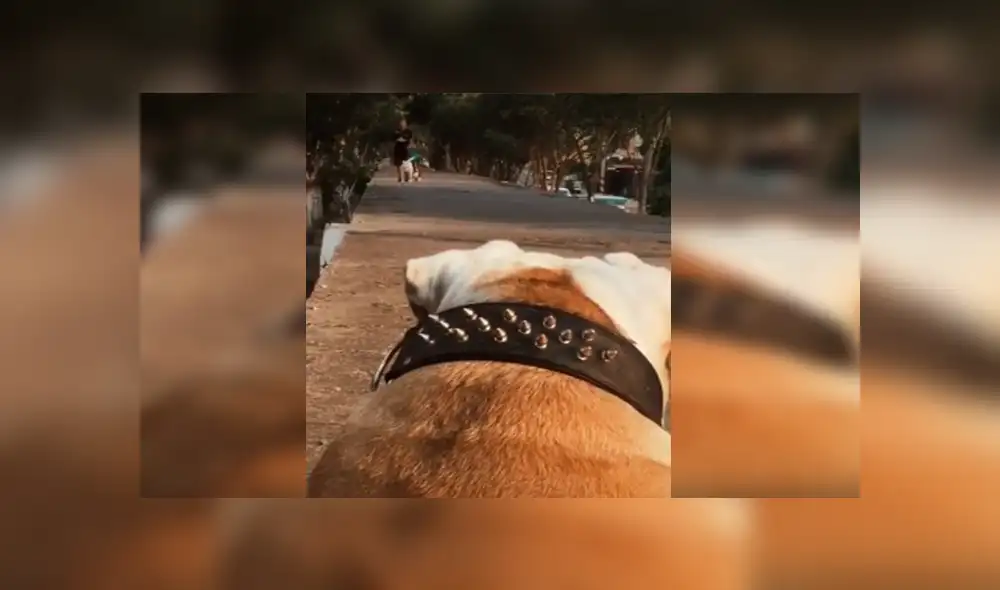 Desliza las imágenes hacia la izquierda para observar el amoroso reencuentro que tuvieron dos perros. Desliza las imágenes hacia la izquierda para observar el amoroso reencuentro que tuvieron dos perros.