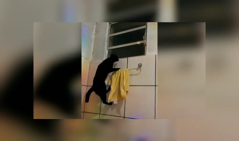 Desliza las imágenes para apreciar la increíble acción de un gato al trepar las paredes para escapar de casa. Foto: Captura.