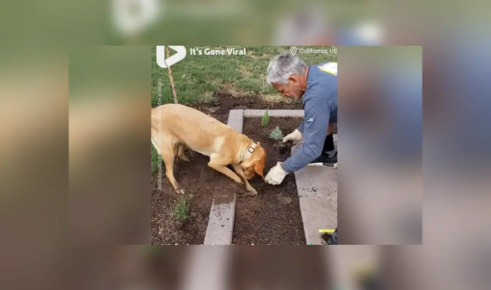En Facebook se hizo viral la increíble habilidad de un perro para ayudar a su dueño en las labores del jardín. En Facebook se hizo viral la increíble habilidad de un perro para ayudar a su dueño en las labores del jardín.