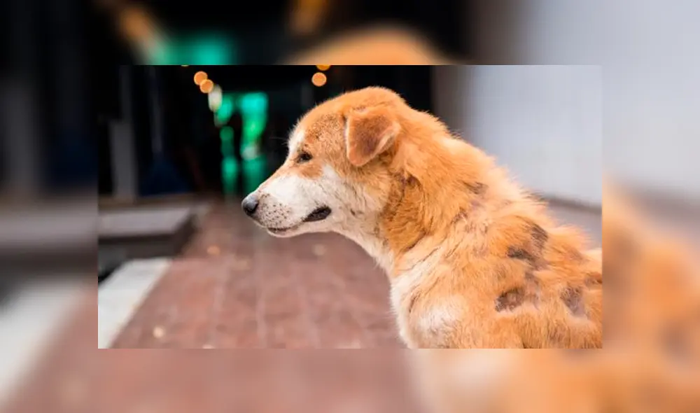 Un hombre fue arrestado por matar a su perro. Foto: Difusión Un hombre fue arrestado por matar a su perro. Foto: Difusión