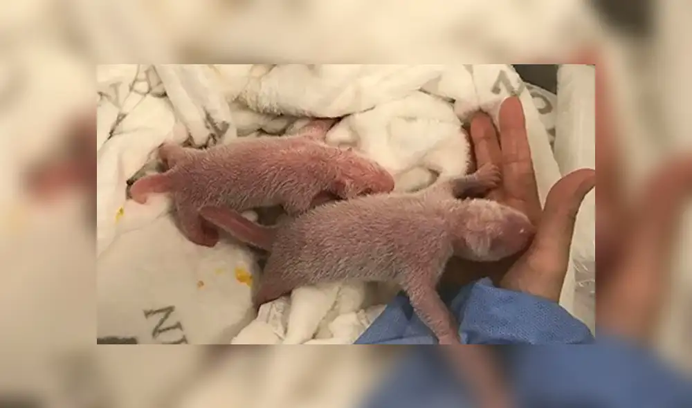 Los osos gemelos son cuidados las 24 horas en Berlín. Foto: EFE. Los osos gemelos son cuidados las 24 horas en Berlín. Foto: EFE.