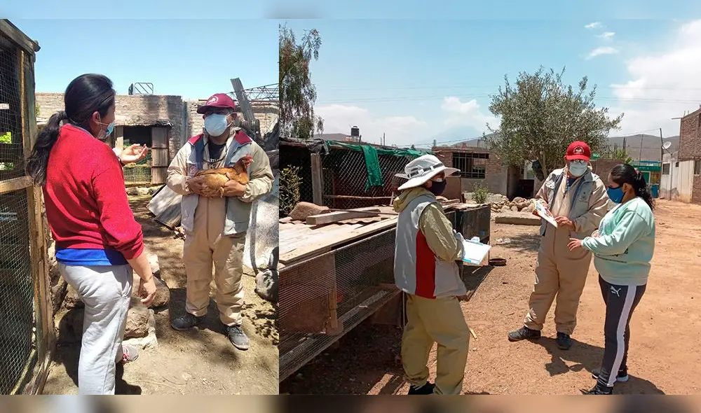 Les brinda asistencia técnica en manejo de gallinas, alimentación, construcción de gallineros, entre otros. Foto: Municipalidad de Yarabamba. Les brinda asistencia técnica en manejo de gallinas, alimentación, construcción de gallineros, entre otros. Foto: Municipalidad de Yarabamba.