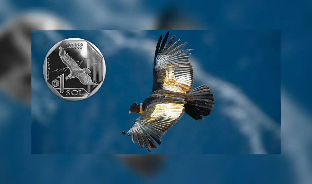 BCR: Un repaso de las monedas de la colección “Fauna Silvestre Amenazada del Perú” BCR: Un repaso de las monedas de la colección “Fauna Silvestre Amenazada del Perú”