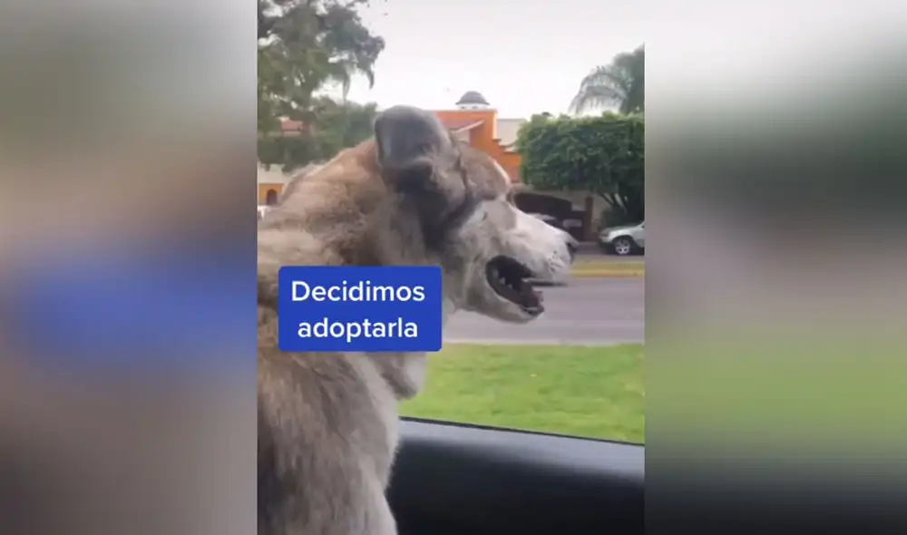 Desliza hacia la izquierda para ver más detalles sobre esta conmovedora escena viral. Foto: captura de TikTok Desliza hacia la izquierda para ver más detalles sobre esta conmovedora escena viral. Foto: captura de TikTok