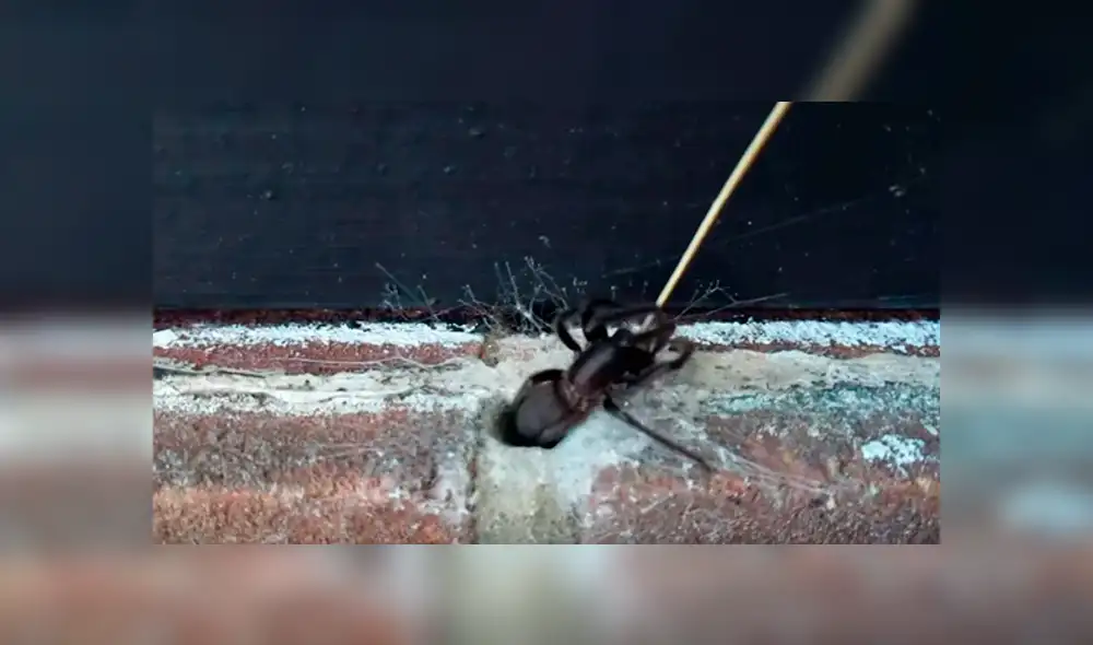 Un joven compartió un video que muestra la terrorífica criatura que surgió de un agujero, luego que fuera provocada con un palillo. Un joven compartió un video que muestra la terrorífica criatura que surgió de un agujero, luego que fuera provocada con un palillo.