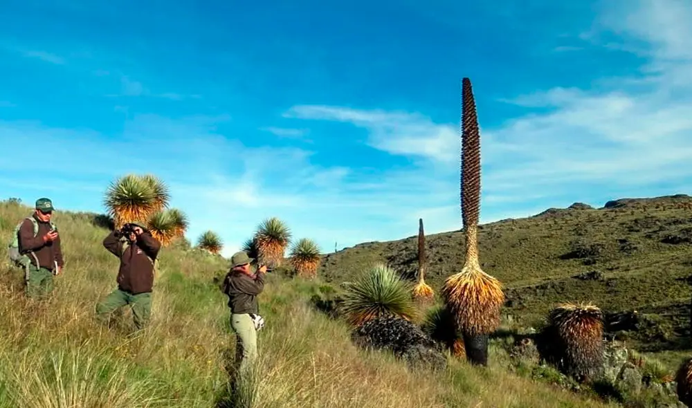 Las visitas deben solicitarse de manera previa en la fanpage del Santuario Nacional de Calipuy debido a que los operadores turísticos no están trabajando en la zona. Foto: Andina