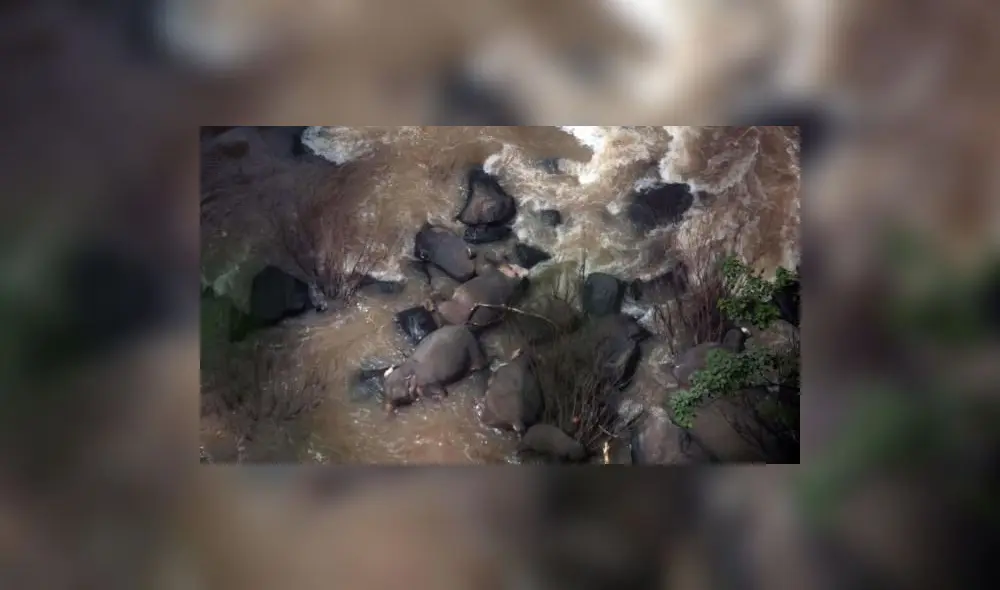 Elefantes muertos en una cascada en Tailandia Elefantes muertos en una cascada en Tailandia