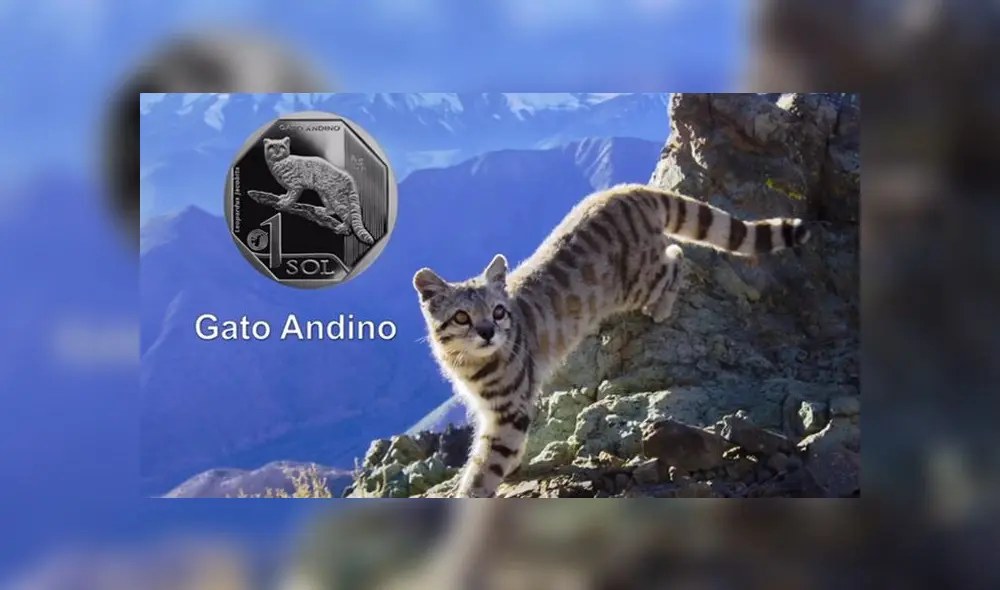 Gato andino se caracteriza por su pelaje afelpado y su enorme colo con anillos de color marrón. (Foto: Captura de video /BCR) Gato andino se caracteriza por su pelaje afelpado y su enorme colo con anillos de color marrón. (Foto: Captura de video /BCR)