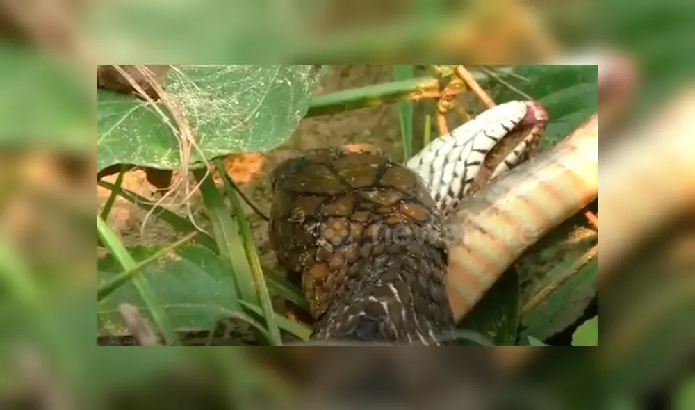 El video viral de Facebook registró el momento exacto en que una hambrienta serpiente engulló a su compañera por completo.