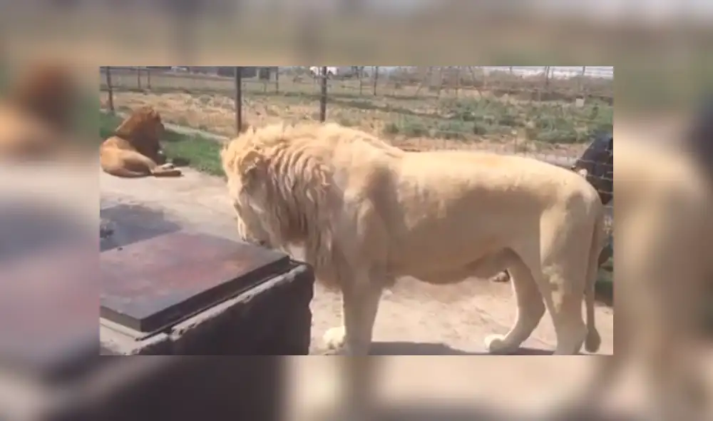 Facebook viral: Turista se acerca mucho a jaula de peligroso tigre y este reacciona así [VIDEO]