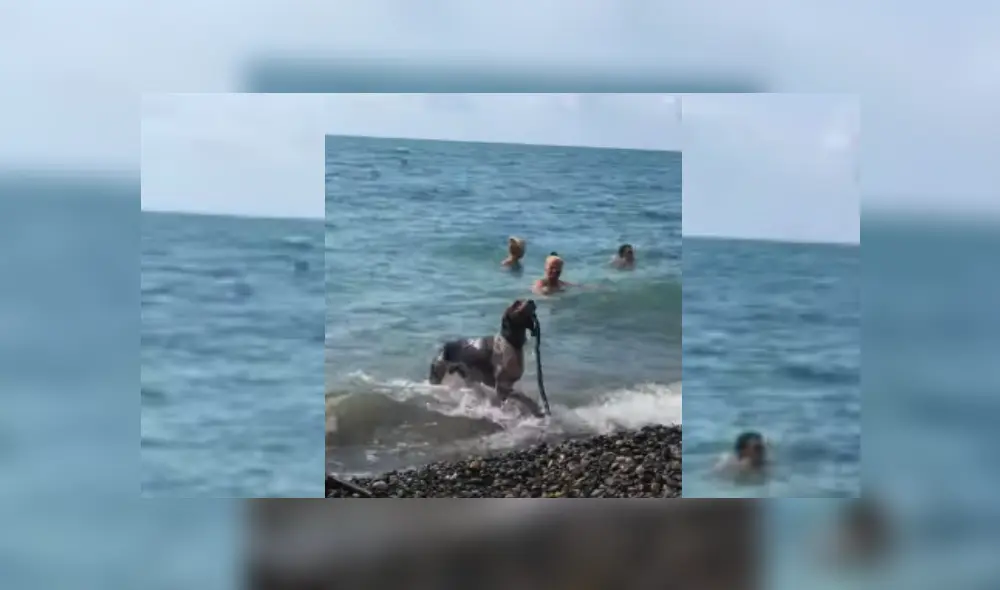 Video es viral en YouTube. Uno de las personas que se encontraban en el balneario grabó el singular comportamiento del can, que sorprendió a los bañistas tras ingresar al mar. Fotocaptura: YouTube Video es viral en YouTube. Uno de las personas que se encontraban en el balneario grabó el singular comportamiento del can, que sorprendió a los bañistas tras ingresar al mar. Fotocaptura: YouTube