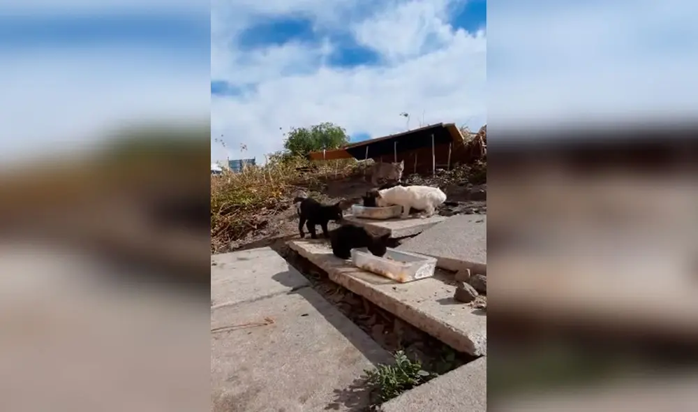 Desliza las imágenes para apreciar la amorosa labor de un pequeño al ayudar a los gatos que viven en la calle. Foto: Captura de Facebook