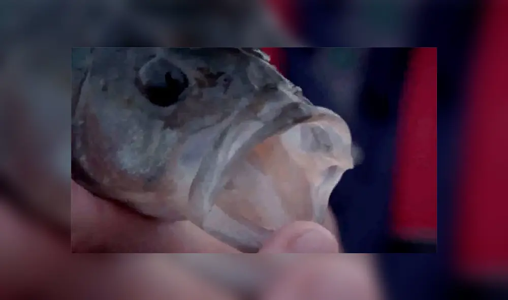 Un pescador profesional acudió a Chernobyl para inspeccionar un lago y encontró un desconcertante animal.