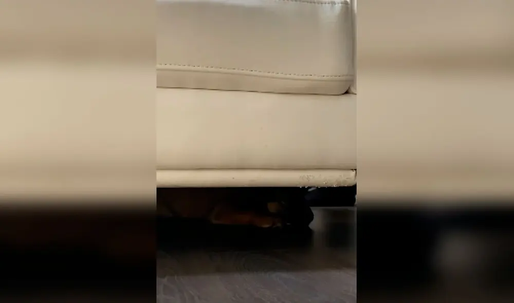 Desliza las imágenes para apreciar el divertido momento entre un joven junto a su adorable mascota. Foto: Captura de Facebook