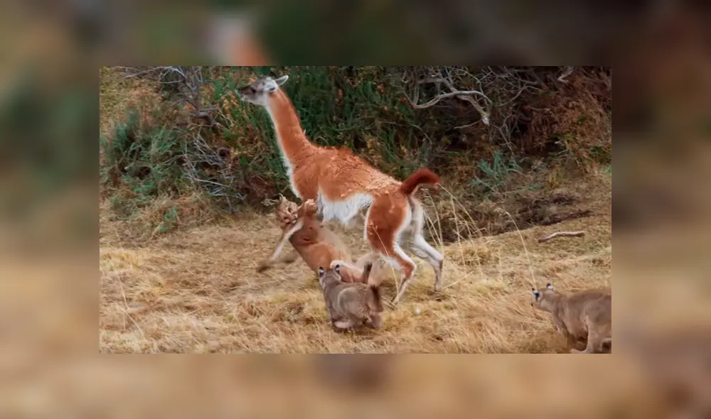 El auquénido corrió por su vida mientras los cuatro pumas intentaban acorralarlo. Foto: captura El auquénido corrió por su vida mientras los cuatro pumas intentaban acorralarlo. Foto: captura
