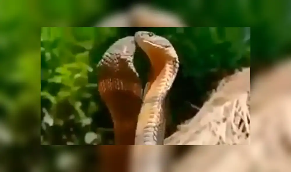 Facebook viral: peligrosas serpientes inician lucha y sucede algo increíble [VIDEO] 