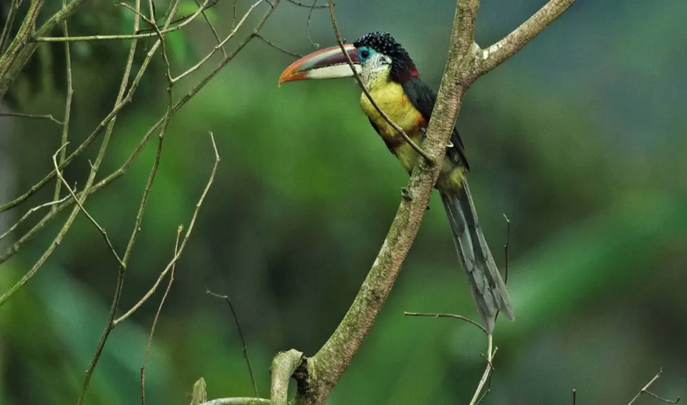 La reserva de biosfera abarca 14 distritos de las provincias de Chanchamayo, Concepción, Jauja, Junín, Tarma y Satipo. Foto: Sernanp La reserva de biosfera abarca 14 distritos de las provincias de Chanchamayo, Concepción, Jauja, Junín, Tarma y Satipo. Foto: Sernanp