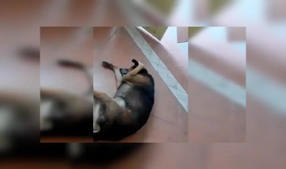 YouTube viral: Perro no soporta escuchar la serenata de su amo y hace lo impensado [VIDEO] 