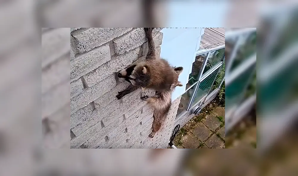 Mapache Canadá Mapache Canadá