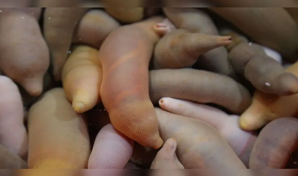 El ‘gusano gordo posadero’ considerado como un delicioso manjar vive en aguas pocos profundas de Japón, China y Corea. Foto: Difusión.
