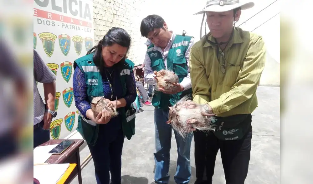 Serfor exhorta a la población a no recurrir a rituales en los que se use quirquinchos.
