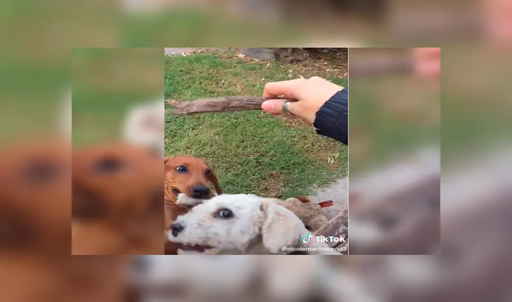 En Tik Tok, un perro no toleró que su dueño le haga jugar al nuevo integrante de su familia y buscó venganza.