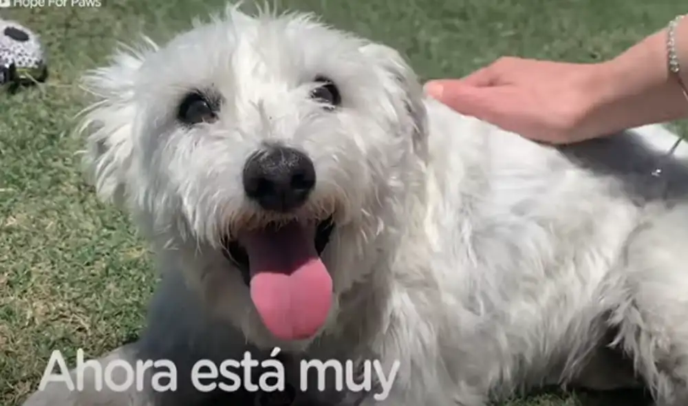 Desliza hacia la izquierda para ver las imágenes del video viral. Foto: captura de YouTube.