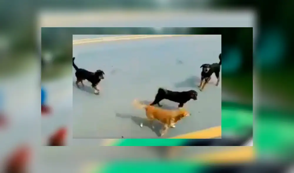 Chofer grabó la singular forma en que unos perros callejeros salen a su encuentro al saber que este les lleva comida Chofer grabó la singular forma en que unos perros callejeros salen a su encuentro al saber que este les lleva comida