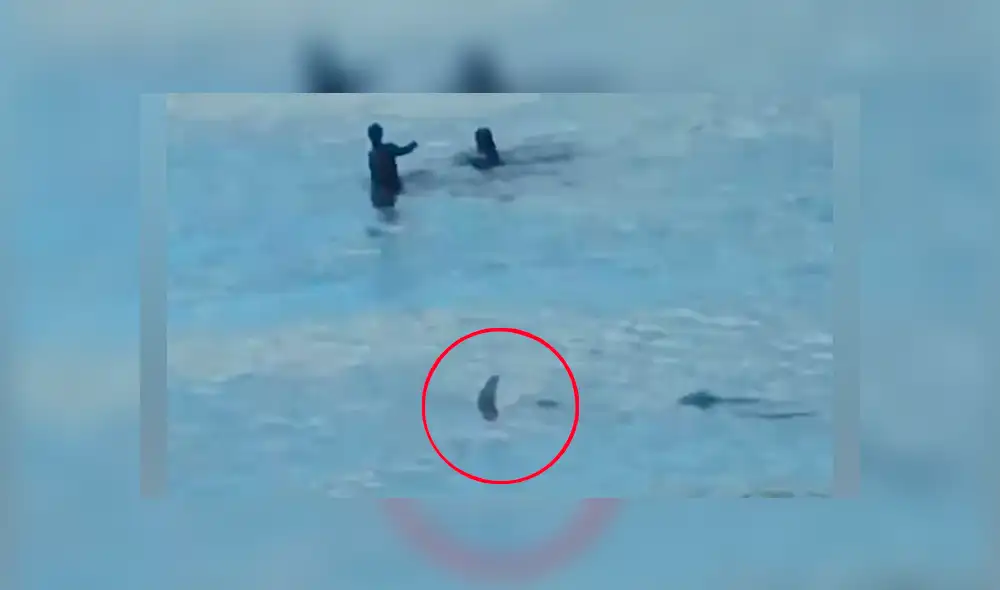 Pareja se tropieza con hambriento tiburón en la playa y salen disparados para salvar sus vidas [VIDEO] 