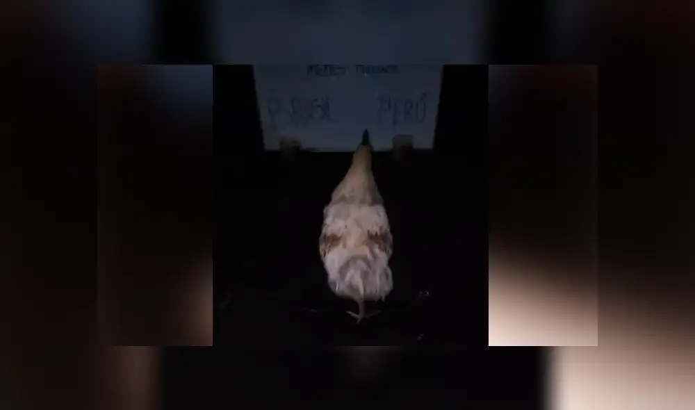 La famosa gallina 'Poly' lo hizo lanzó su pronóstico para la final de la Copa América y dejó a todos en shock.