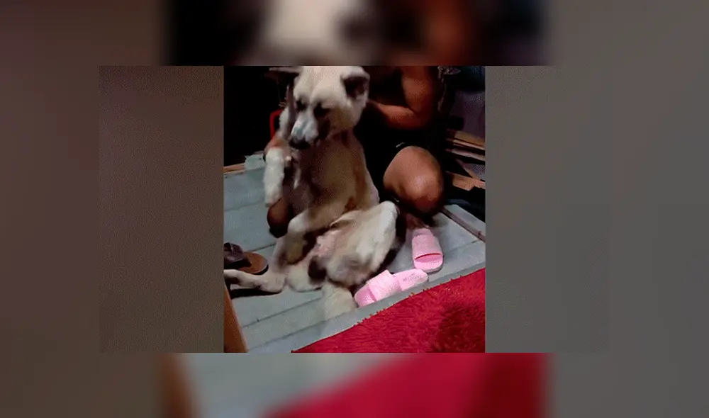 YouTube viral: perrito no quiso que dueño lo bañe y fingió su muerte [VIDEO]