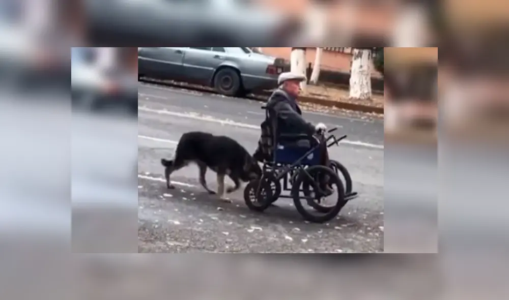 Desliza las imágenes hacia la izquierda para apreciar el noble gesto de un perro cuando salió a pasear con su dueño.