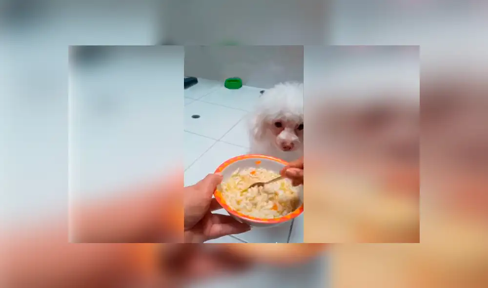 Desliza las imágenes hacia la izquierda para observar los mimos que dio una joven a su adorable mascota. Desliza las imágenes hacia la izquierda para observar los mimos que dio una joven a su adorable mascota.