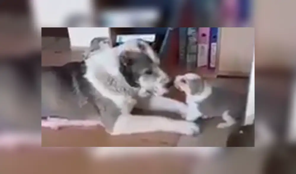 En Facebook, una madre regañó a su cachorro por portarse mal y no imaginó que le responderían. En Facebook, una madre regañó a su cachorro por portarse mal y no imaginó que le responderían.