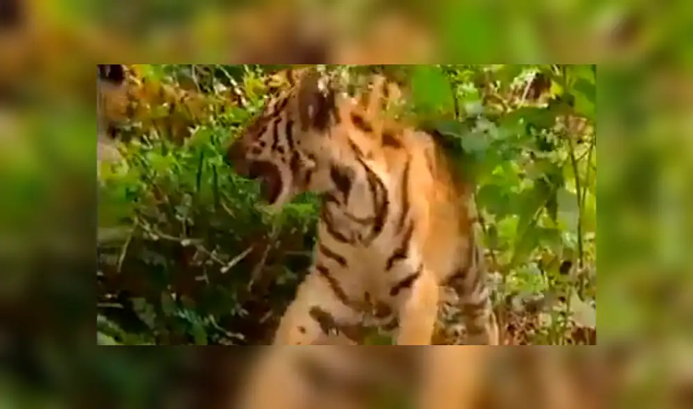 YouTube viral: dos tigres son golpeados por un mono que los hace perder la paciencia [VIDEO]