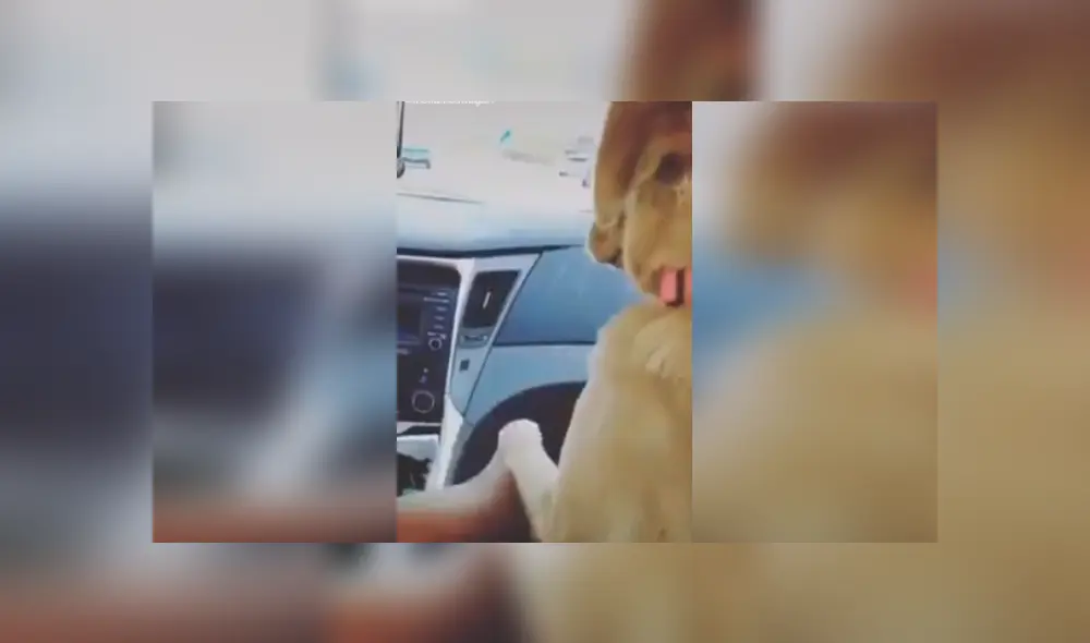 Desliza las imágenes para ver más detalles del curioso comportamiento de este cariñoso perro. (Foto: captura / TikTok)
