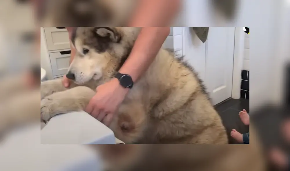 El can se resistió a bañarse y sus dueños hicieron de todo para convencerlo. Foto: YouTube