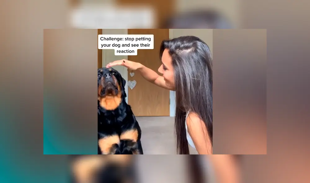 Desliza las imágenes para ver la curiosa reacción de este perro rottweiler al ver que su dueña dejó de acariciarlo. Fotocapturas: @nala_the_needy_rottie/Instagram